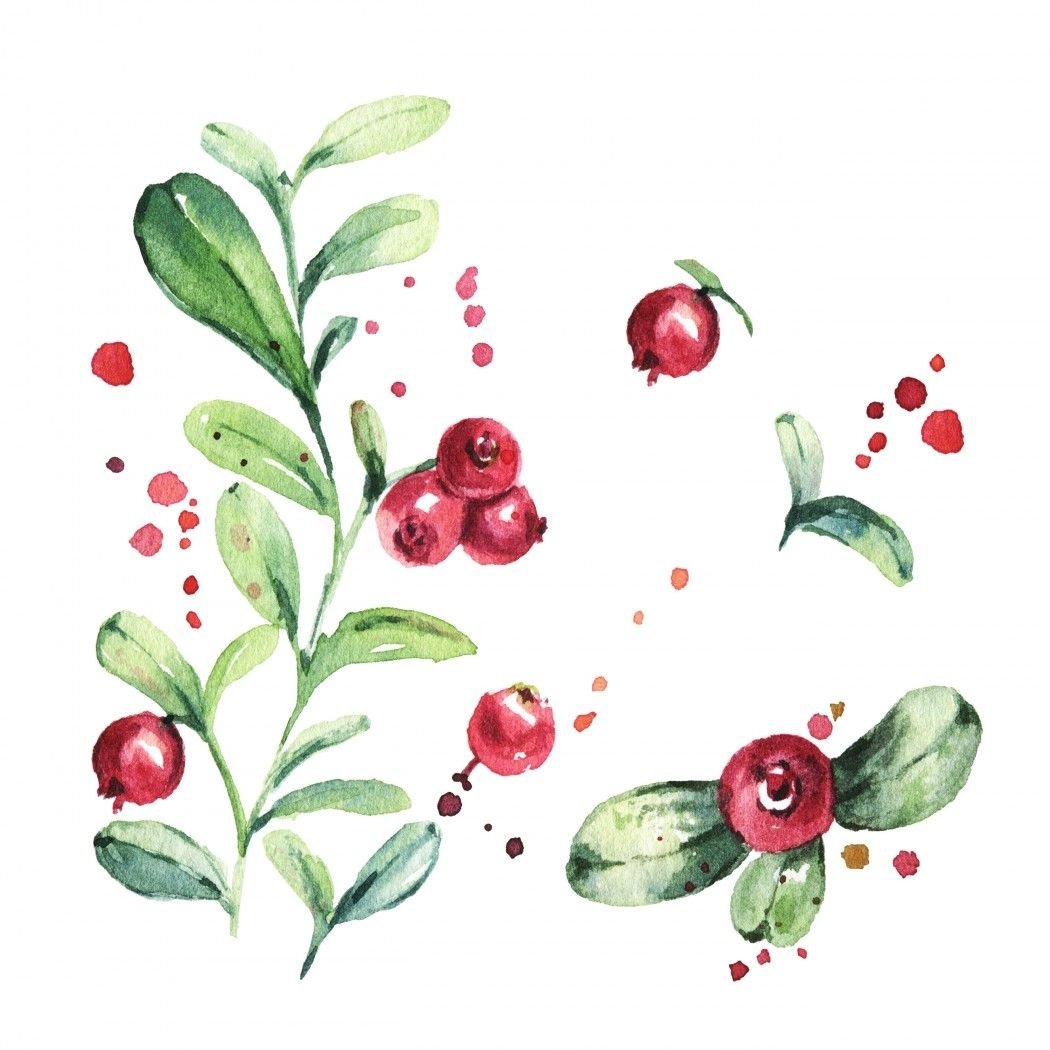 Земляника Лесная кустик