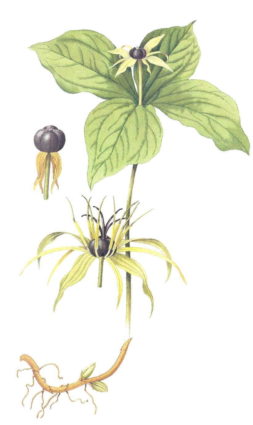 Ядовитые ягоды