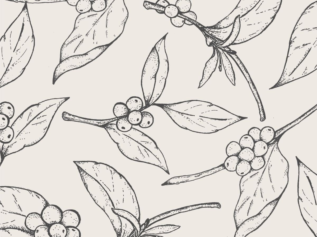 Волчье лыко в черно белом