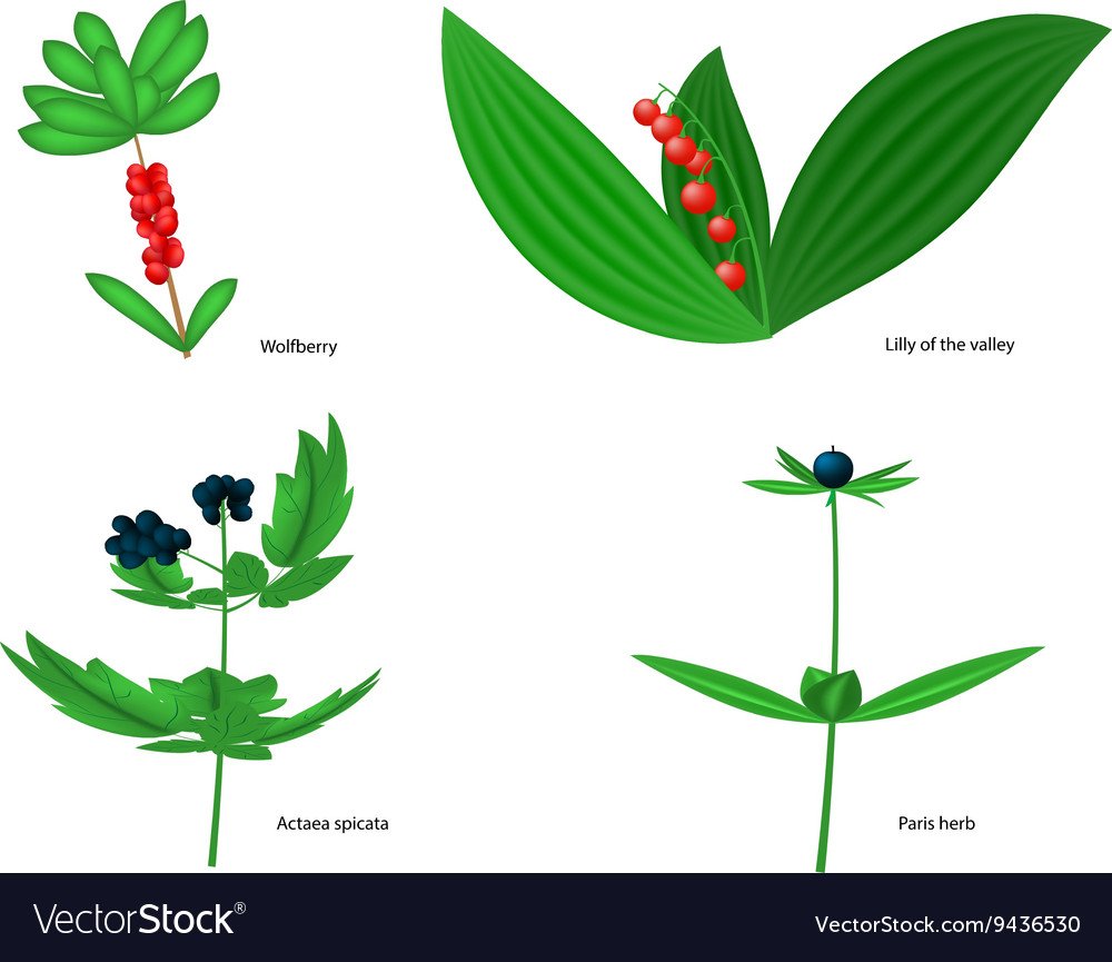 Ядовитые ягоды рисунок