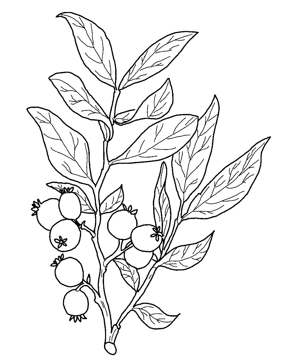 Ветка кофейного дерева гравюра