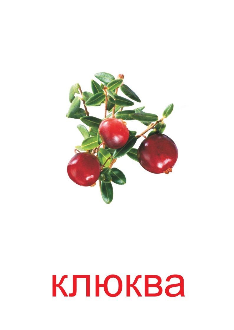 Ядовитые растения средней полосы России таблица