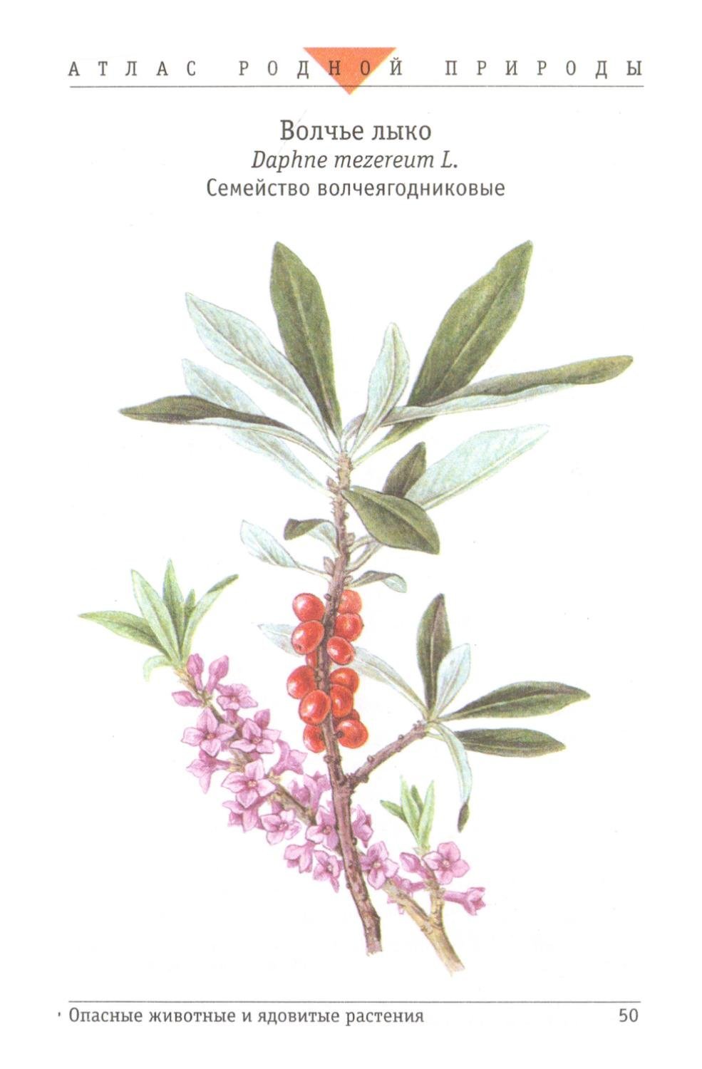 Лесные опасности Вороний глаз