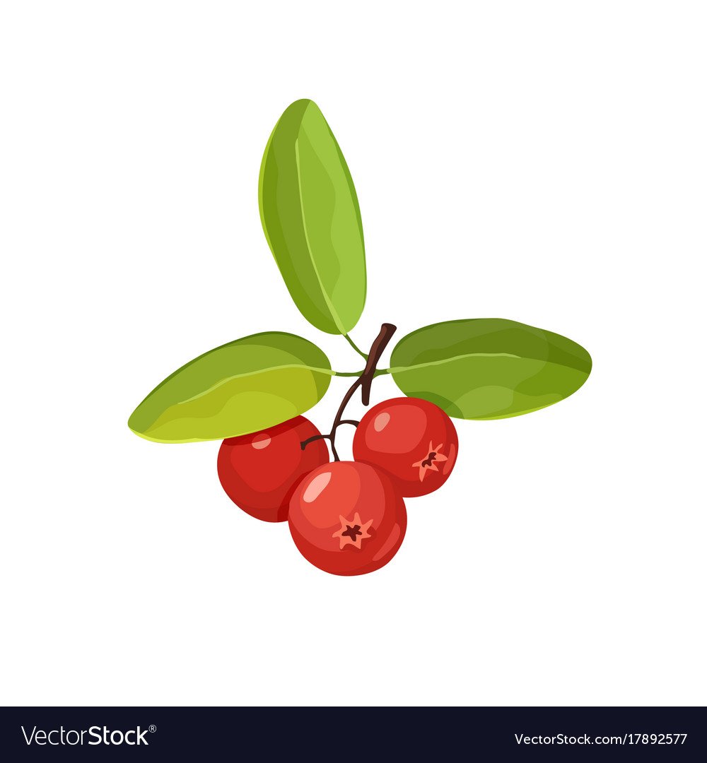 Клубника раскраска цветная