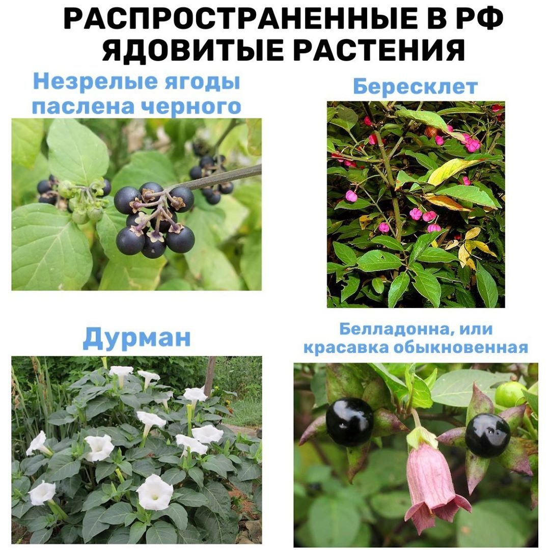 Ландыш Майский ягоды