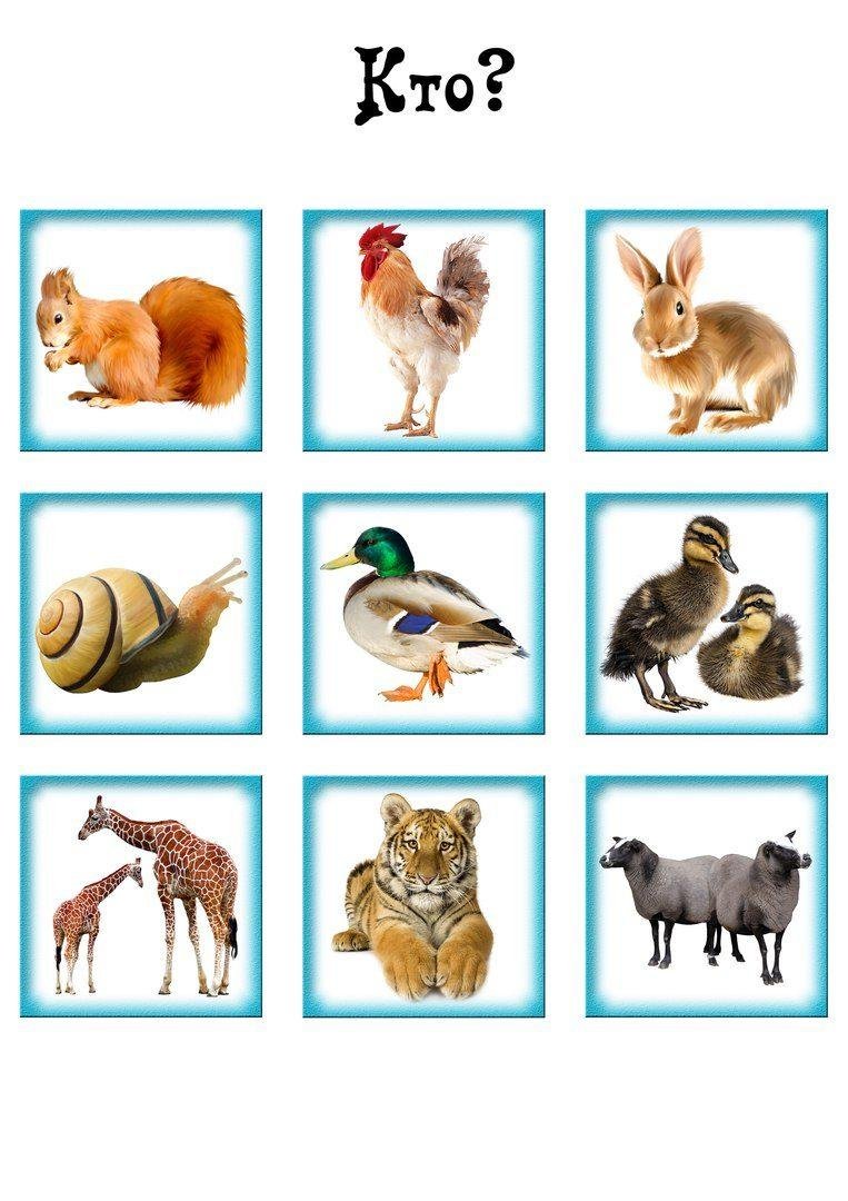 Живое неживое для дошкольников