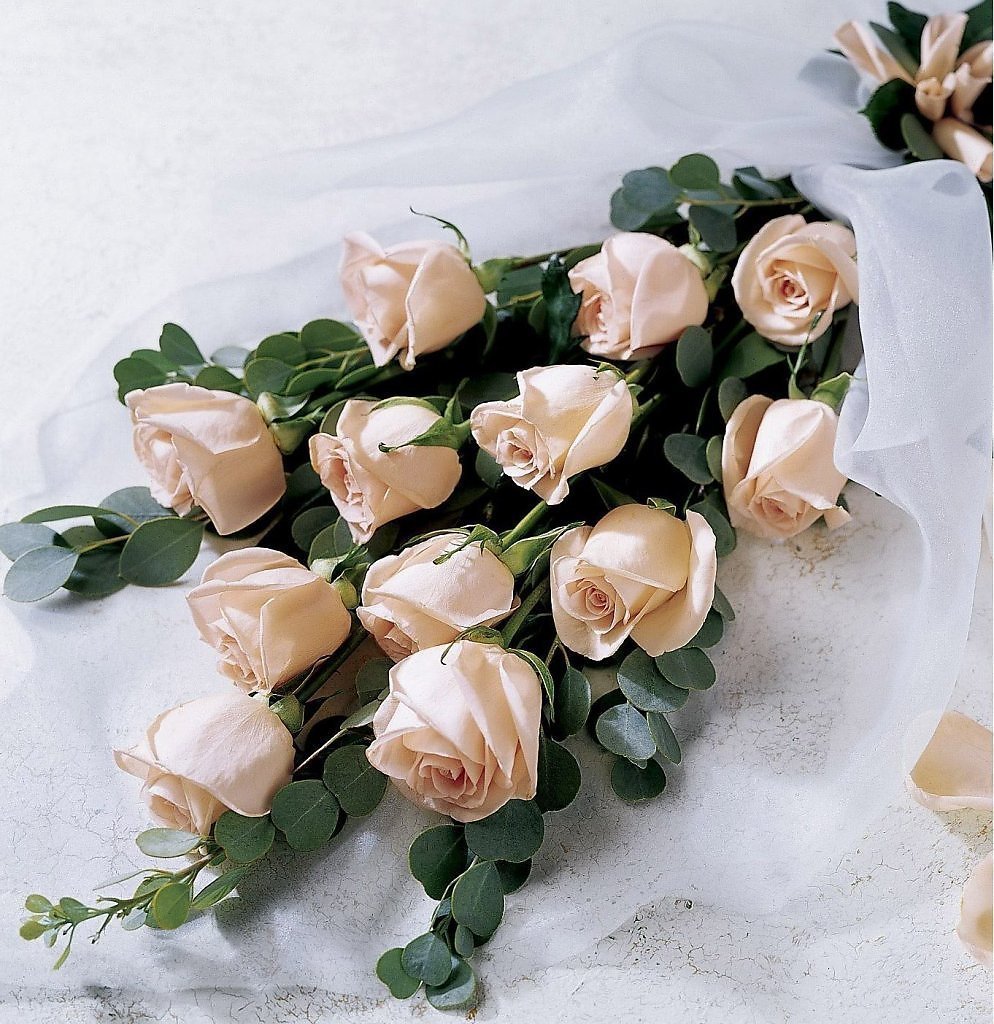 Чайная роза кустовая кремовая