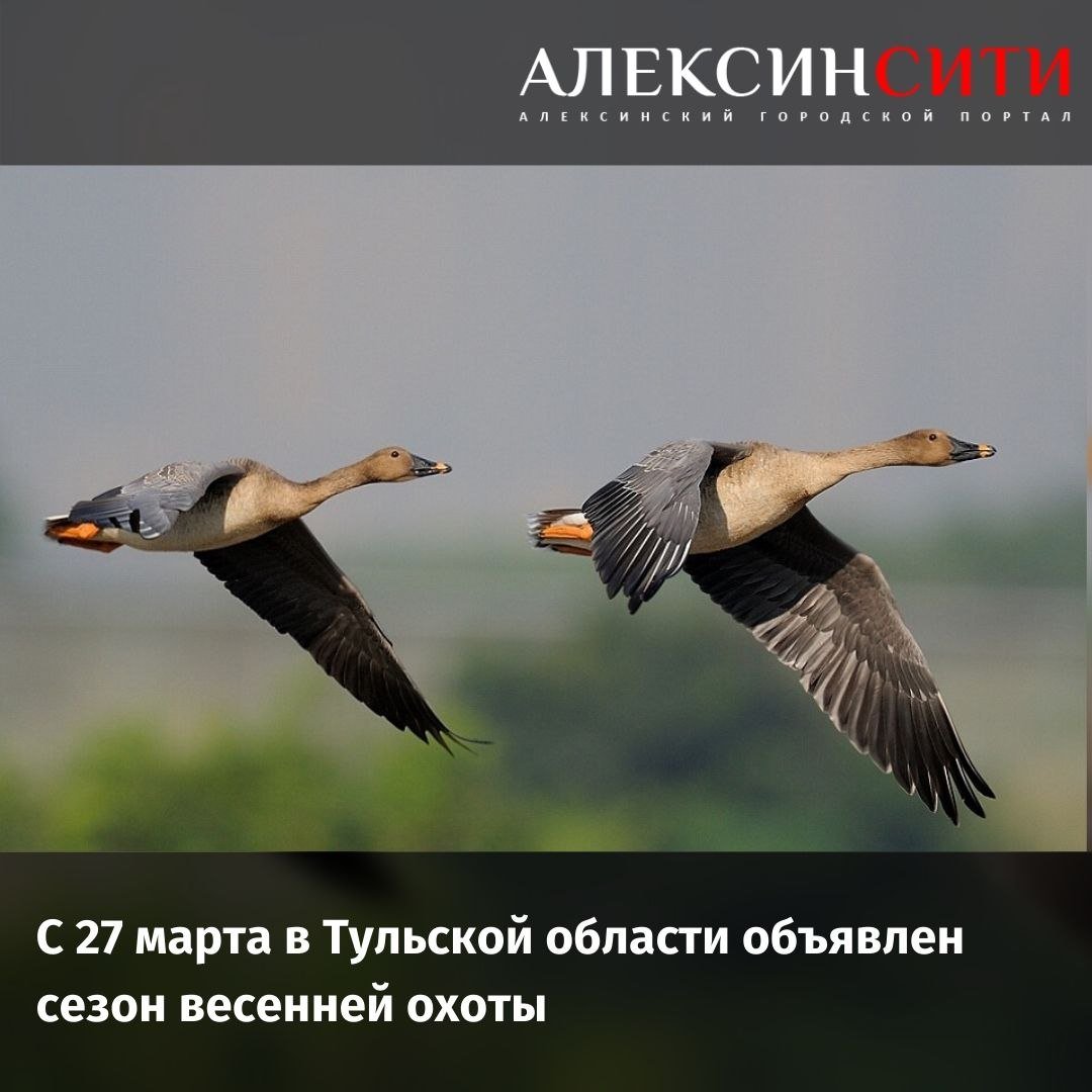 Гусь гуменник