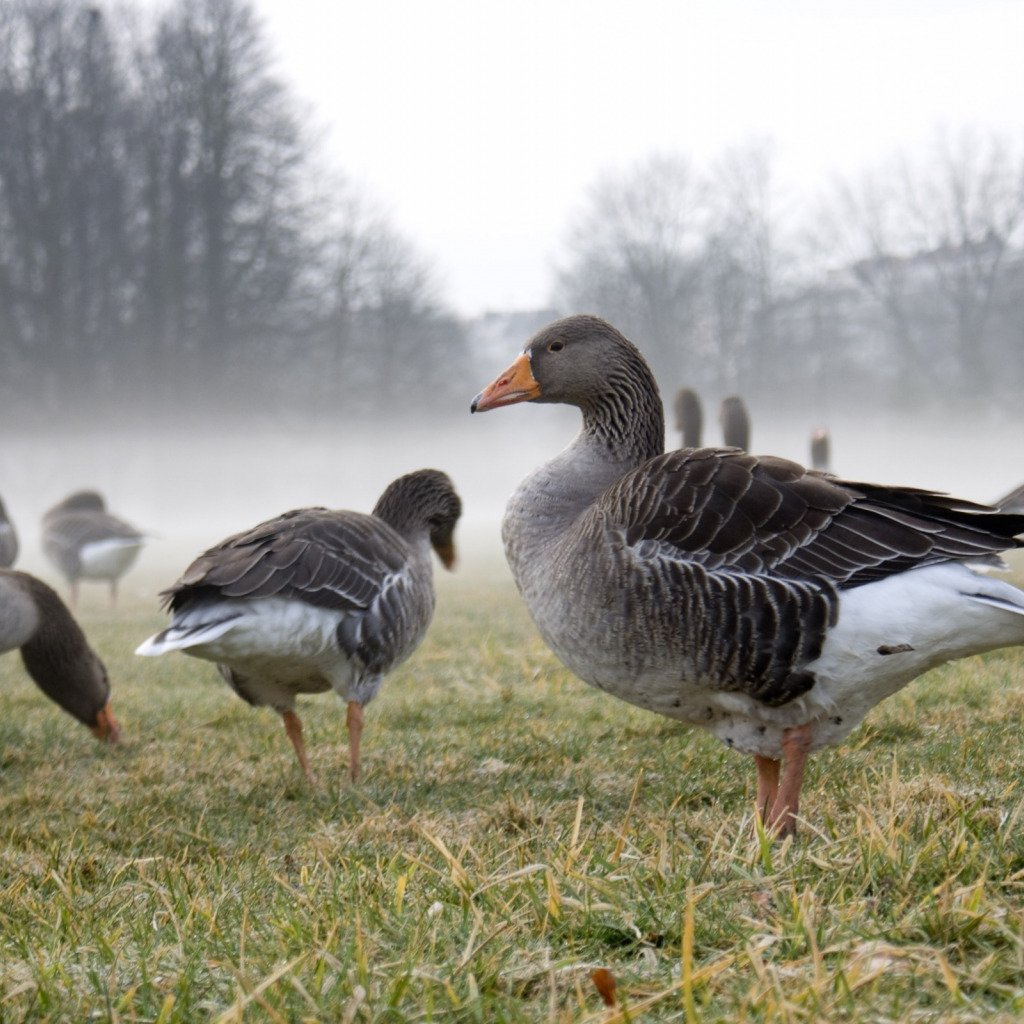 Белобородый дикий Гусь