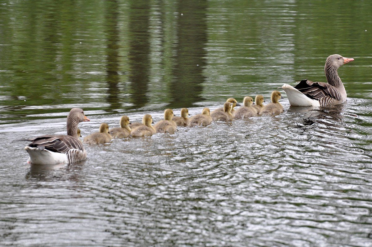 Дикий белый Гусь