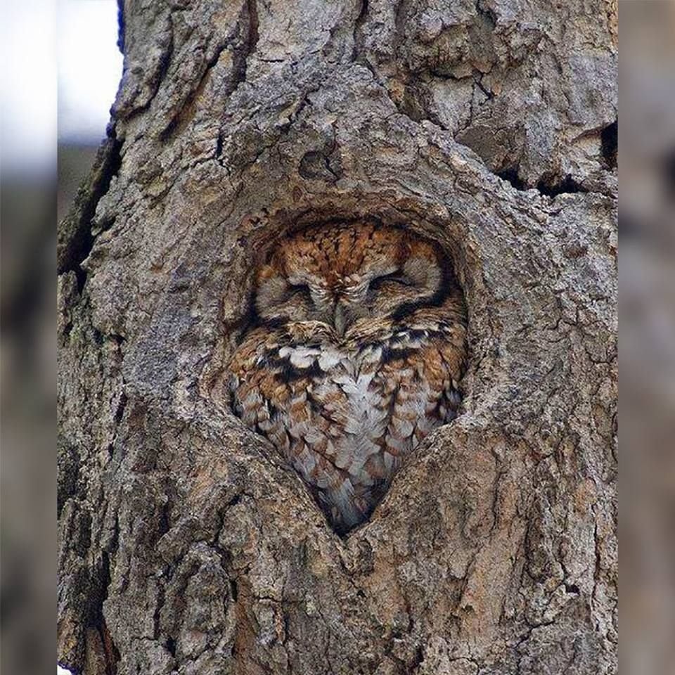 Говорящая Сова