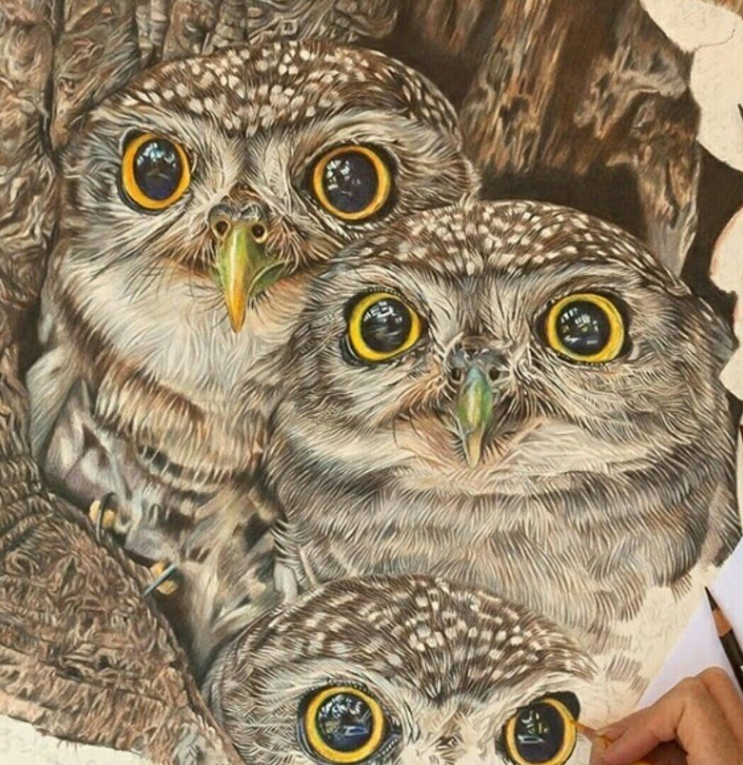 Сплюшка гнездо