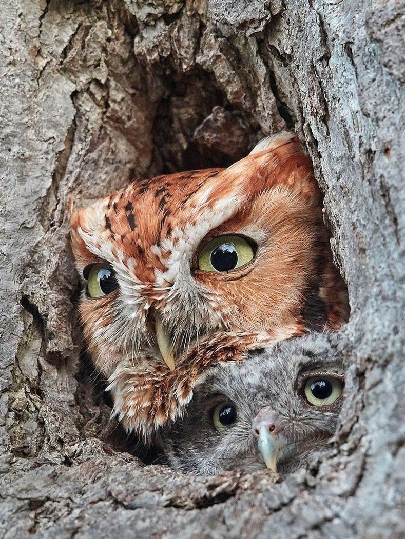 Гнездо в дупле дерева