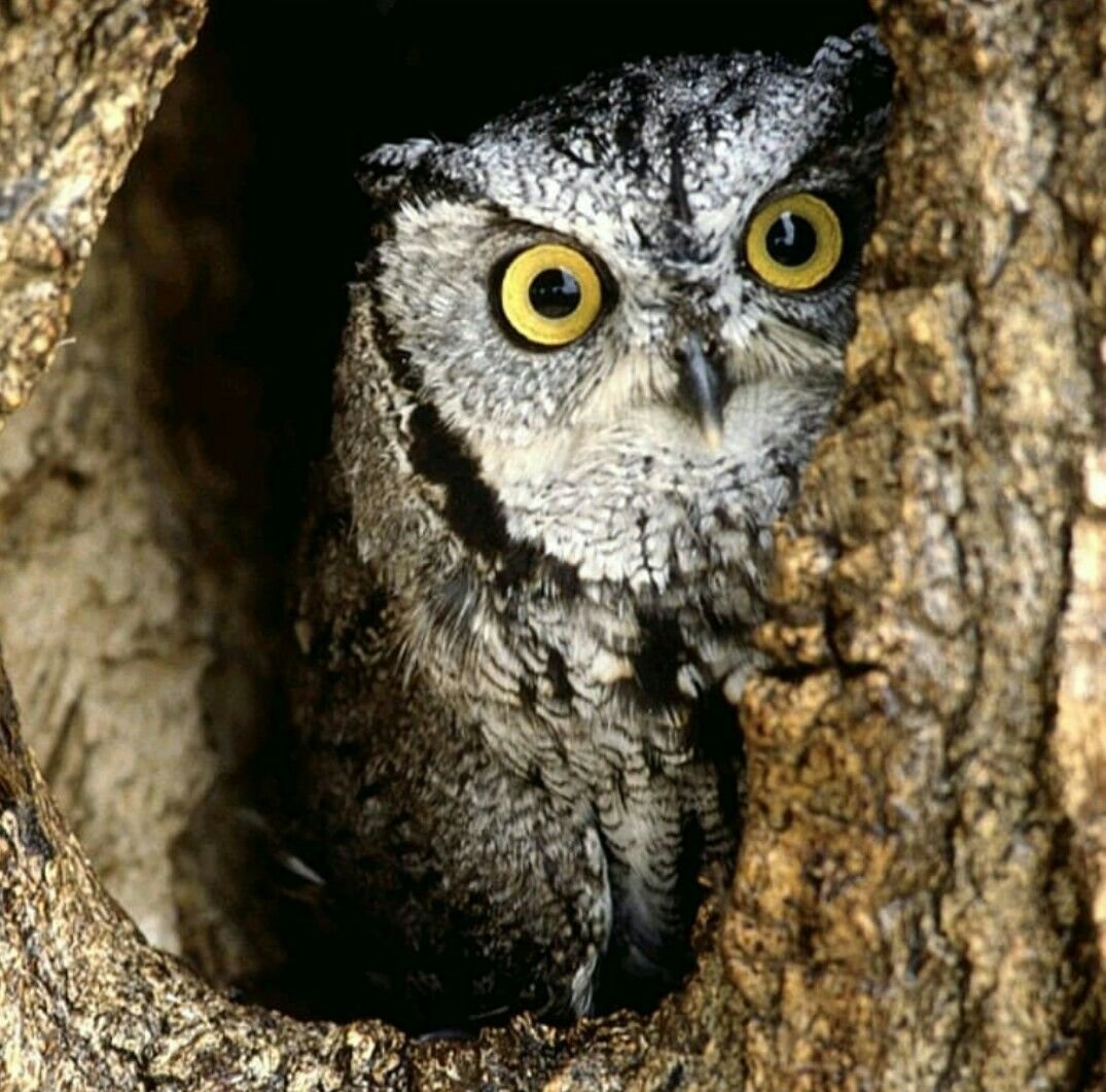 Совята в дупле