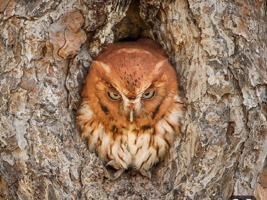 Аппликация Сова в дупле