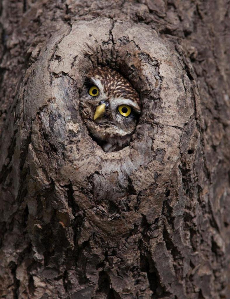 Серая неясыть гнездо