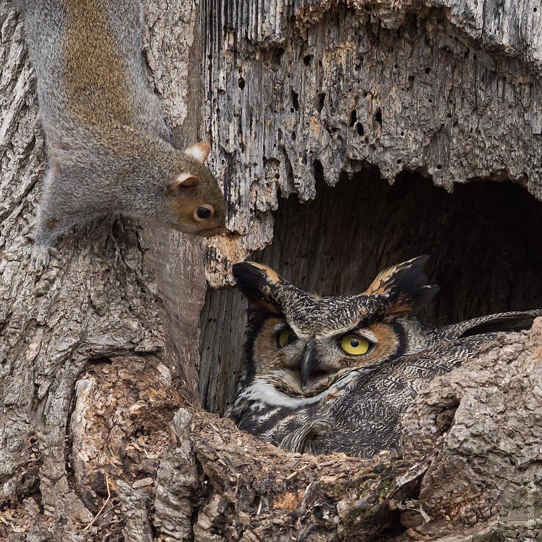 Сова на дереве вектор