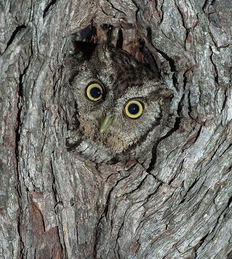 Сова в дупле мультяшная