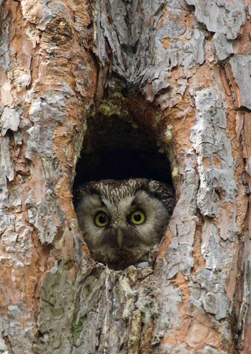 Серая неясыть в дупле