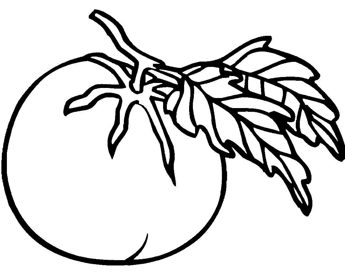 Помидор рисунок
