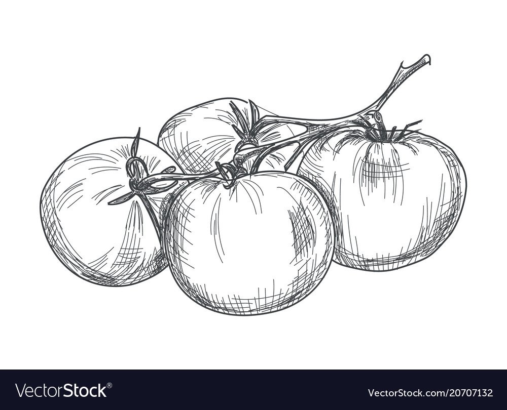 Помидор с глазами раскраска