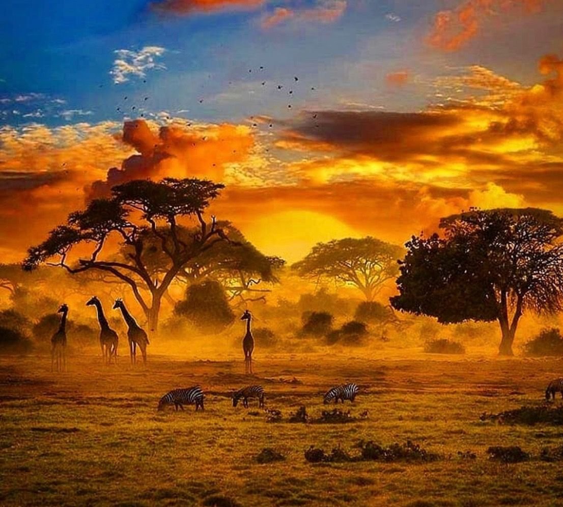 Зимбабве Саванна