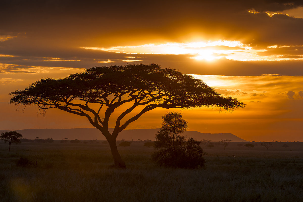 Танзания Саванна
