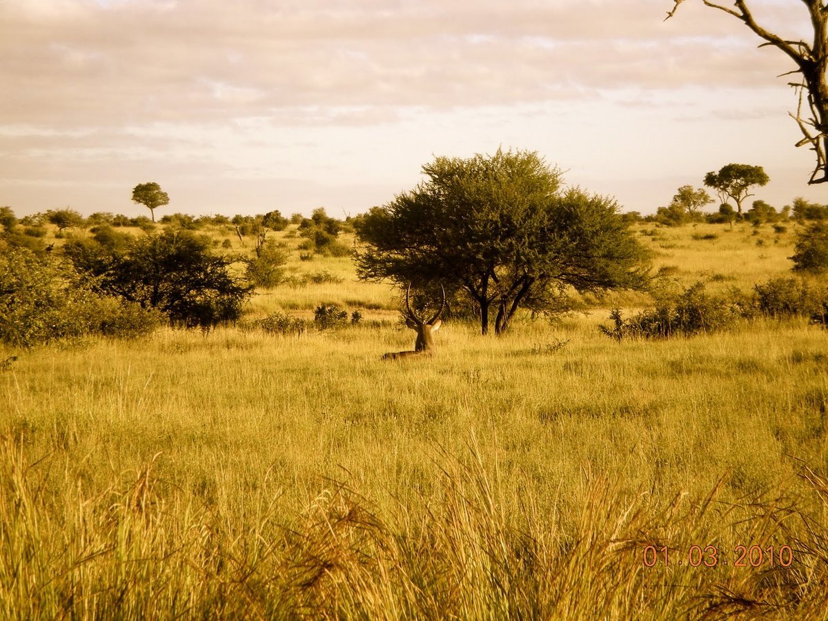 Африканская степь Саванна