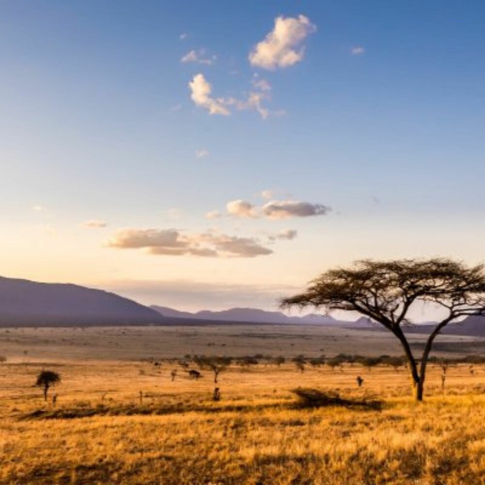 Африка Жирафы пейзаж