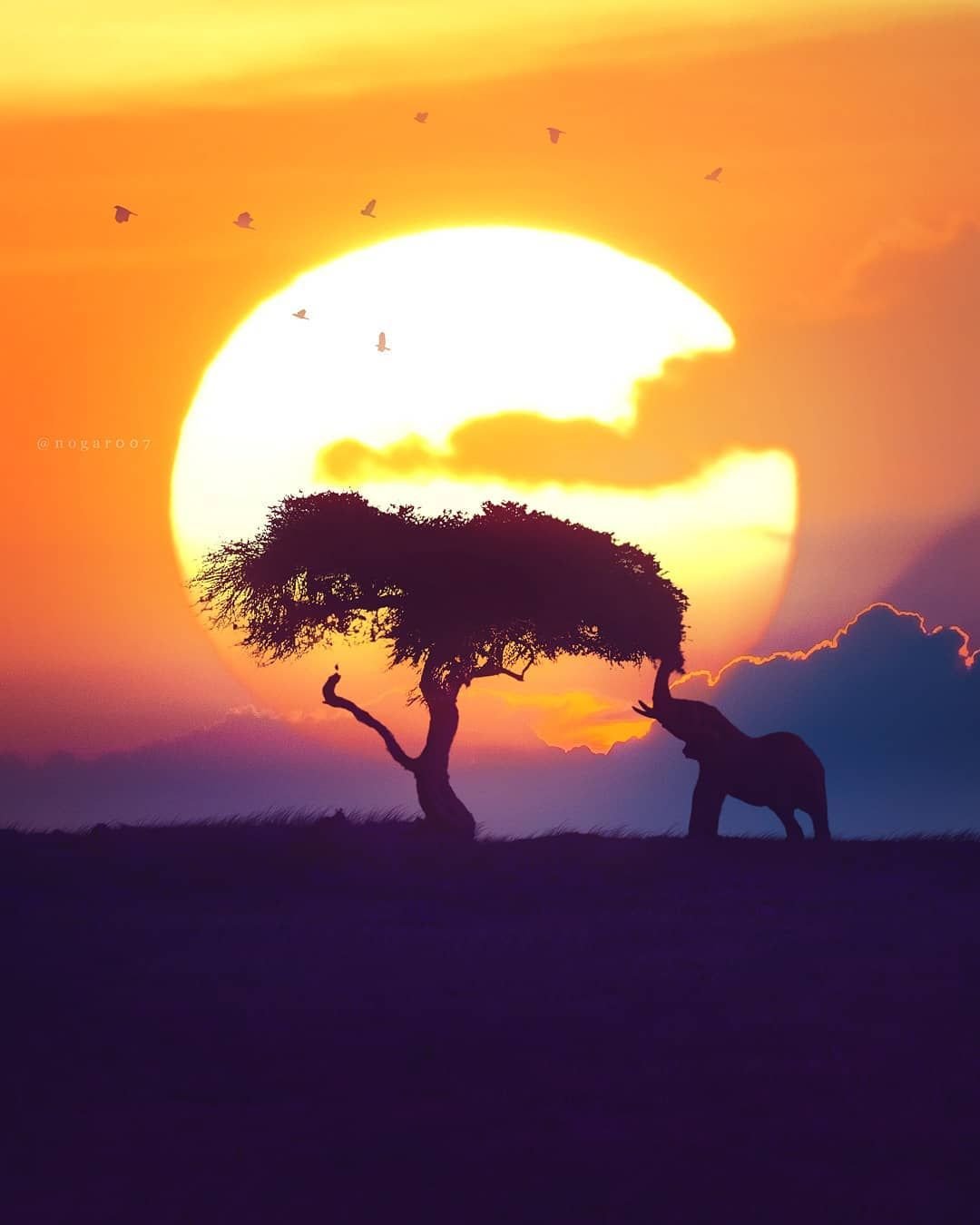 Природные зоны Африки саванны