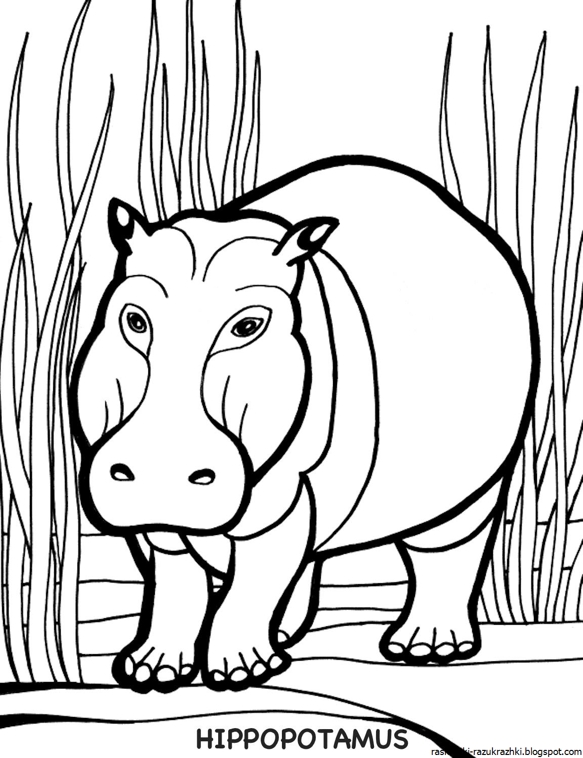 Бегемот раскраска
