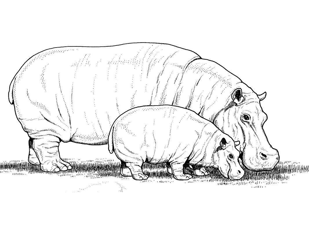Раскраска Бегемотик