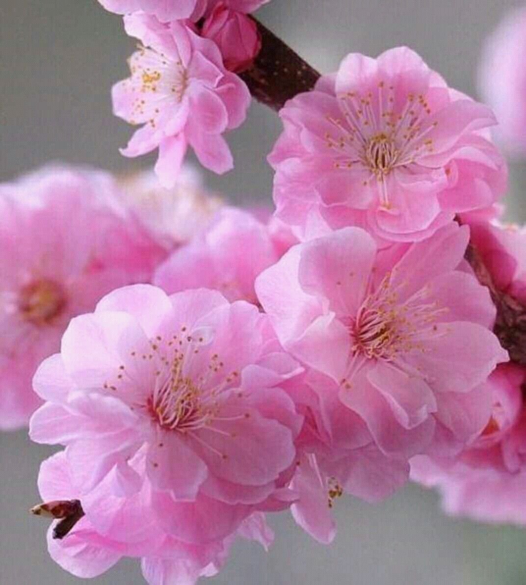 Соцветие Сакуры