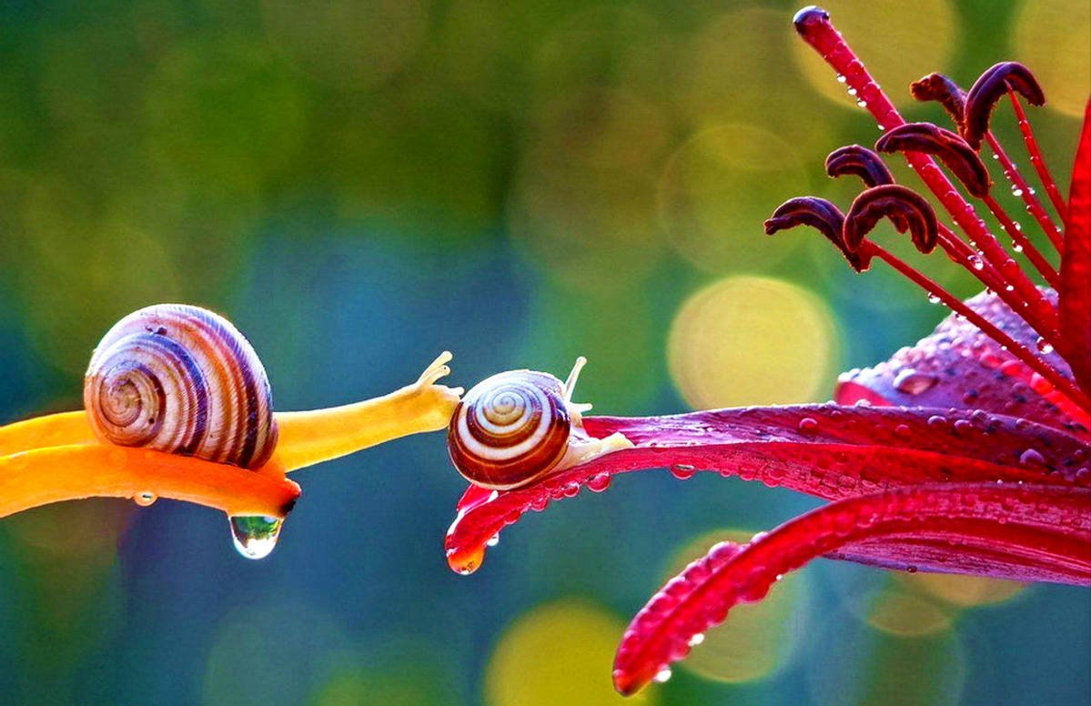 Вячеслав Мищенко улитки