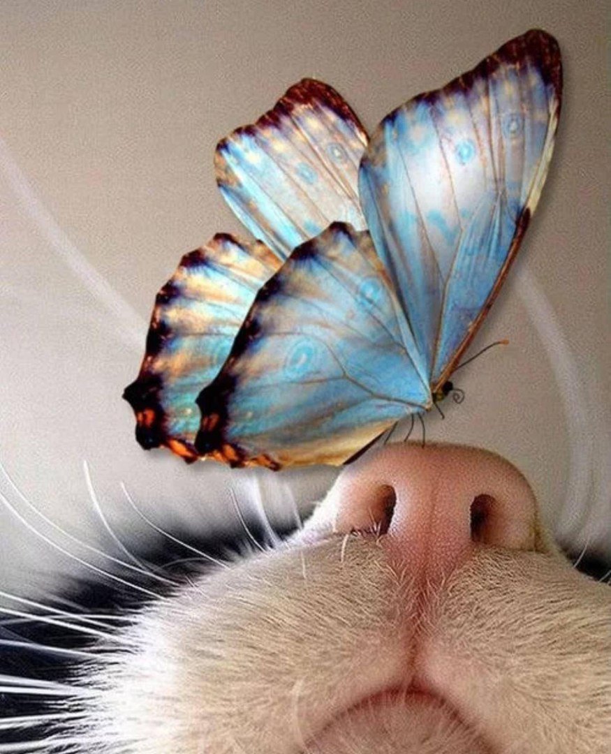 Кот и бабочка