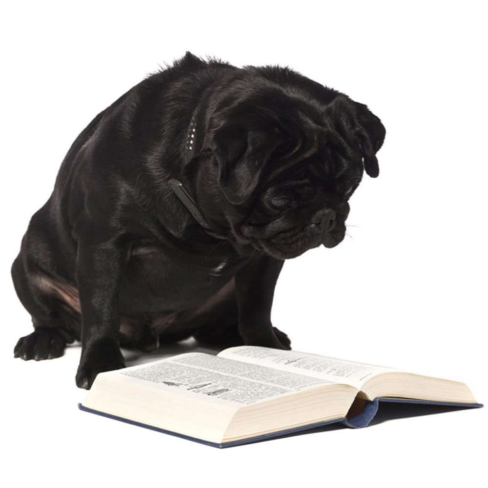 Собака с книжкой