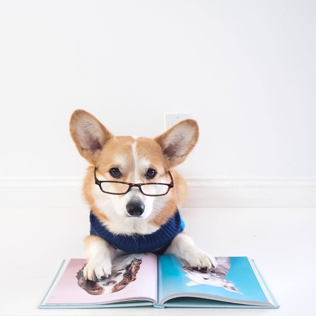 Книжные собаки