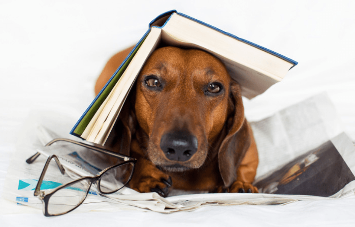 Милые собачки с книгой