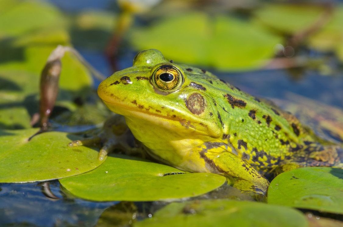 Жаба лягушка квакушка