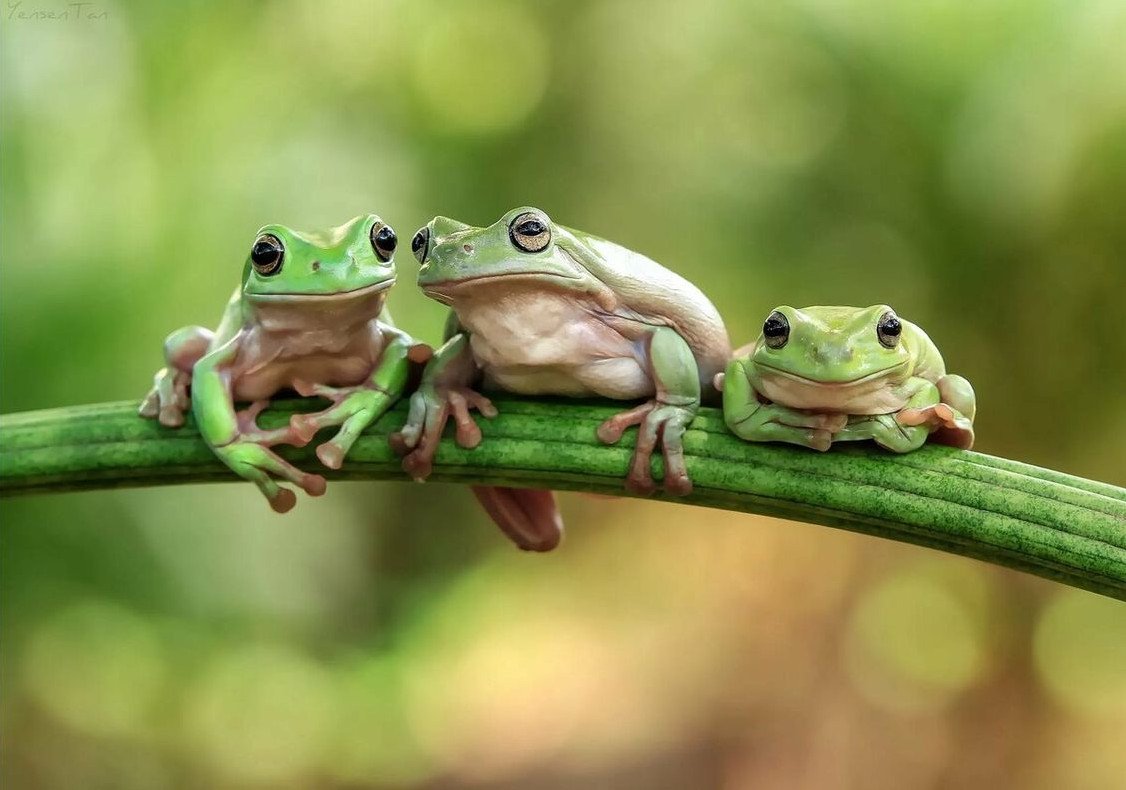 Семейство лягушачьи