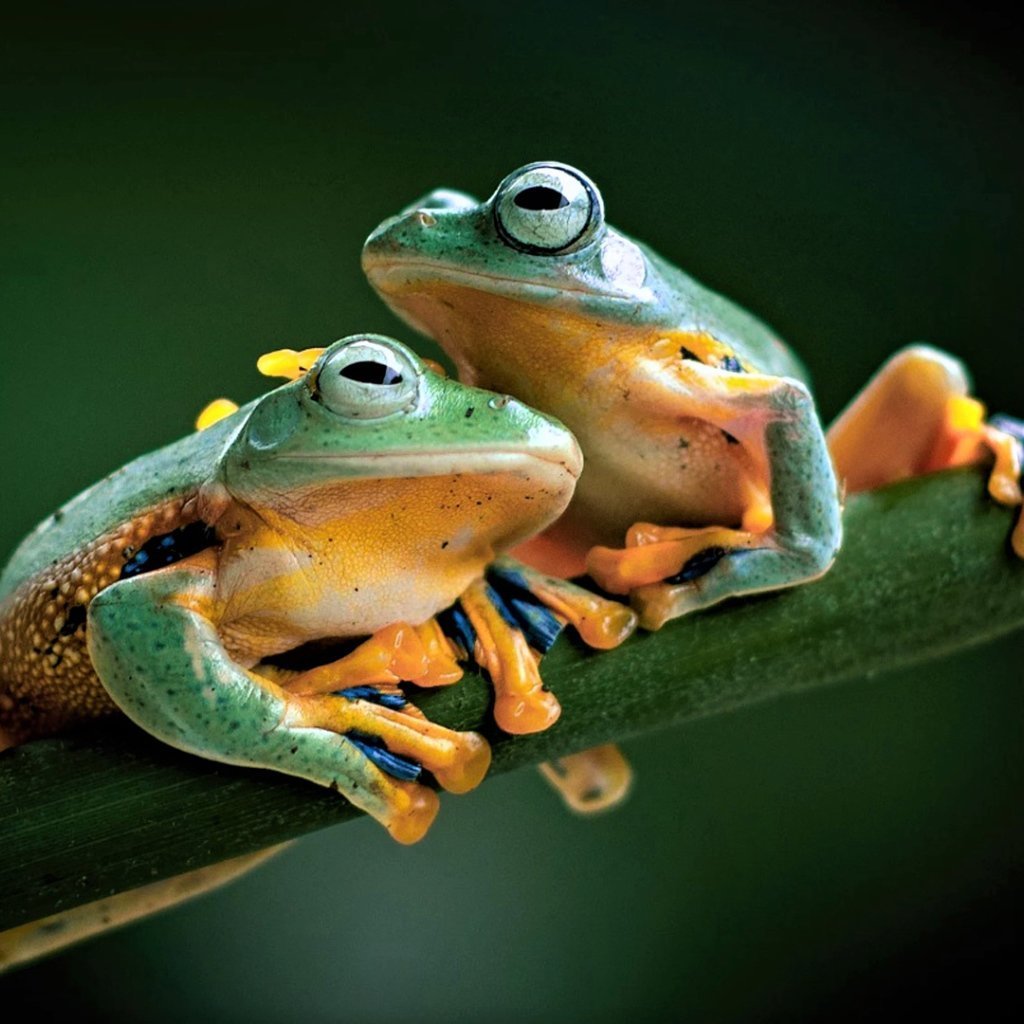 Бесхвостые амфибии зеленая лягушка