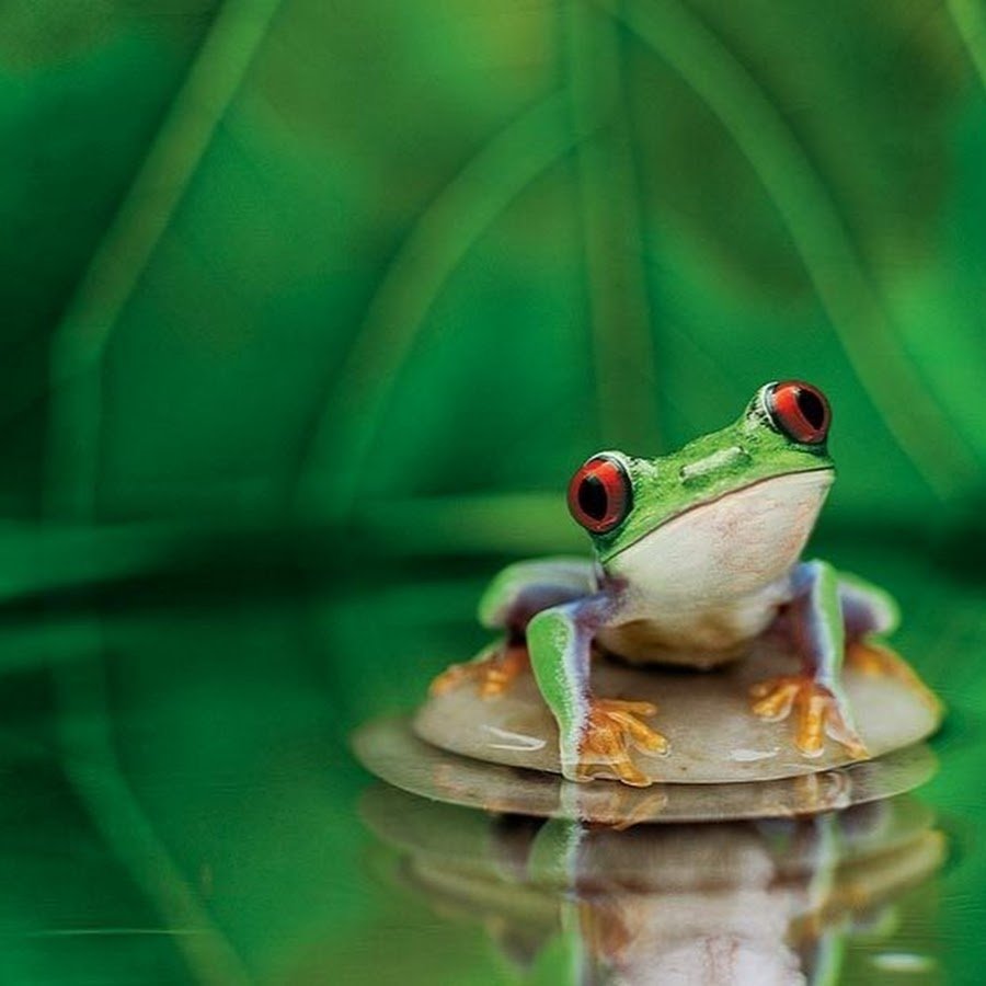 Волшебная жаба