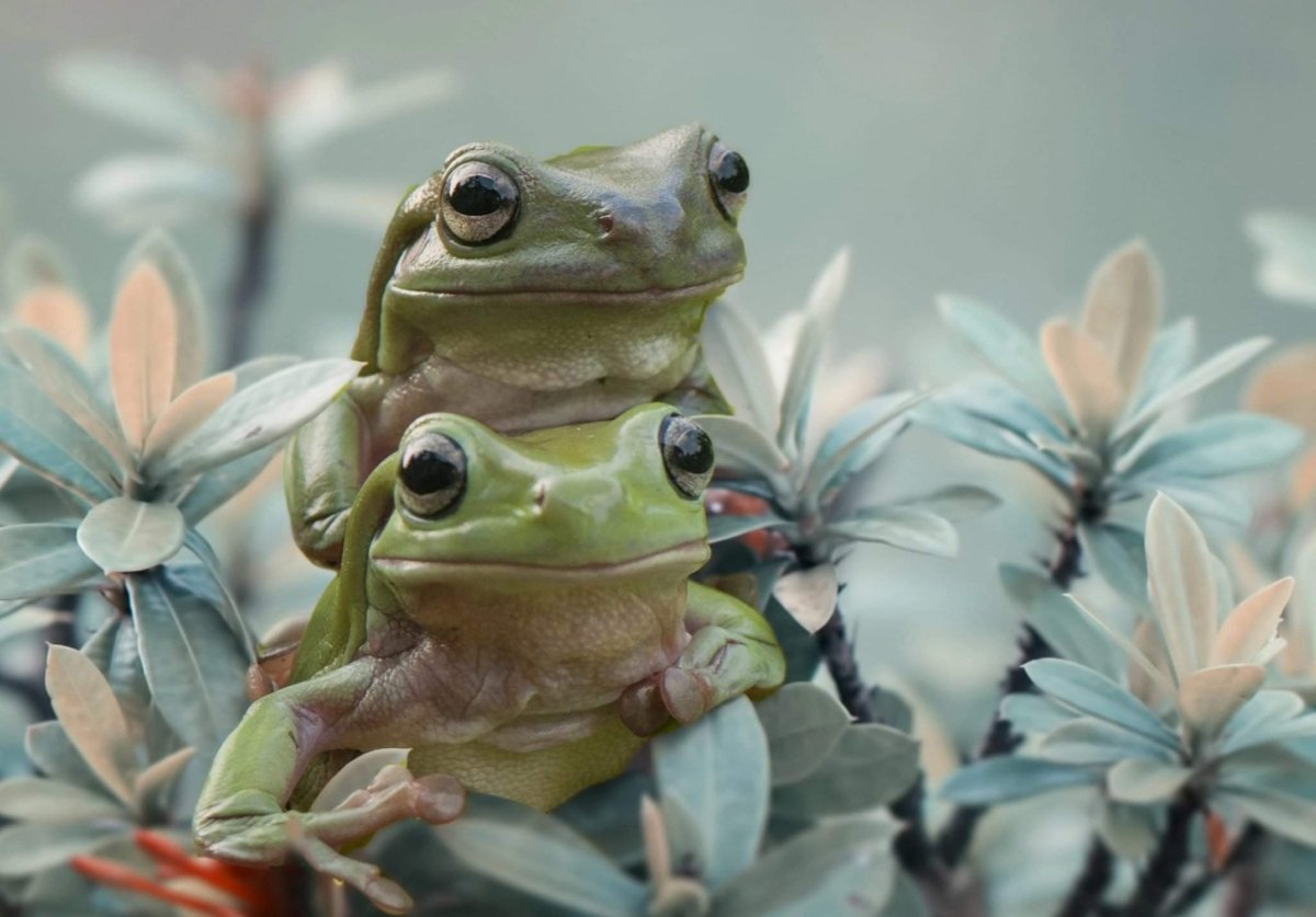 Эстетика лягушки инди КИД