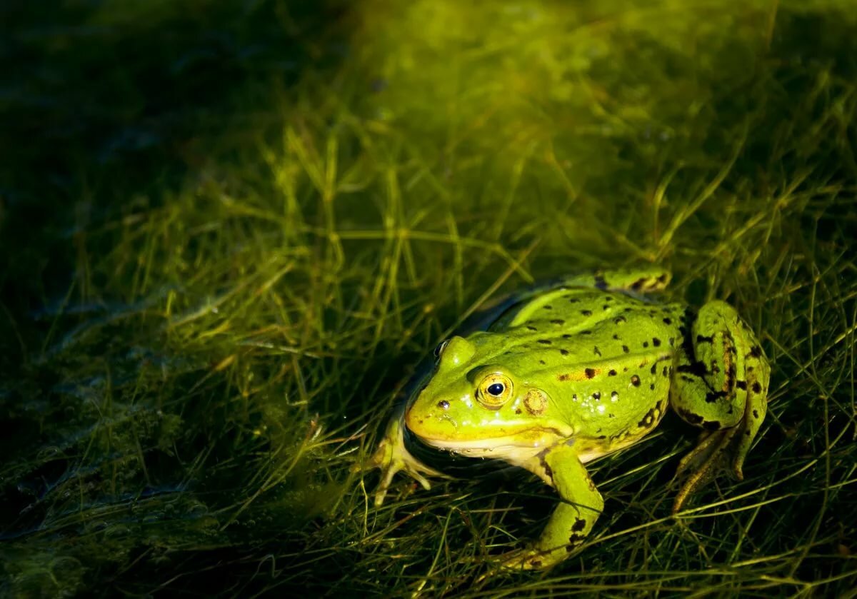 Лягушка Озерная и Прудовая