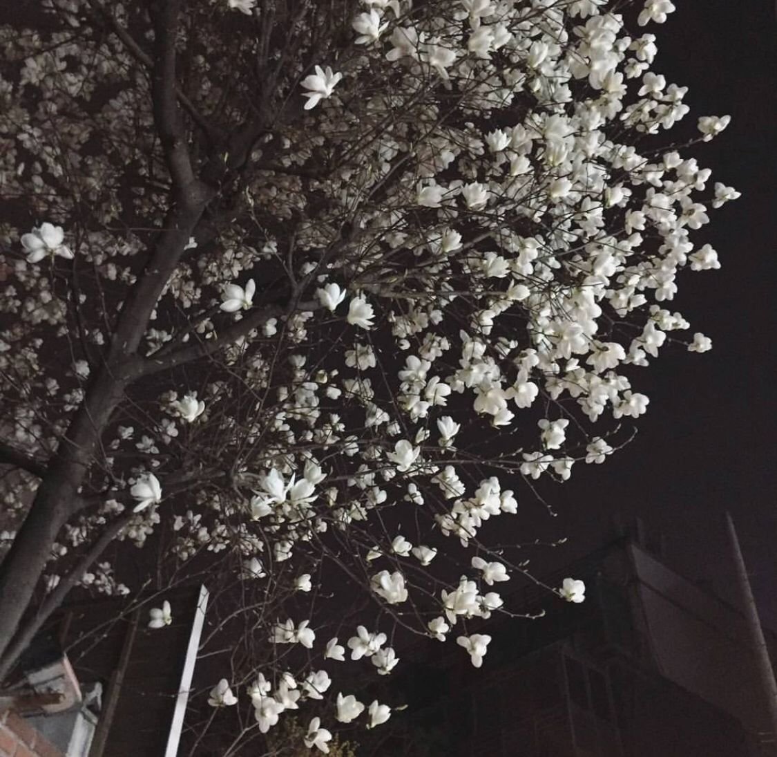 Дарк Эстетика из пинтереста