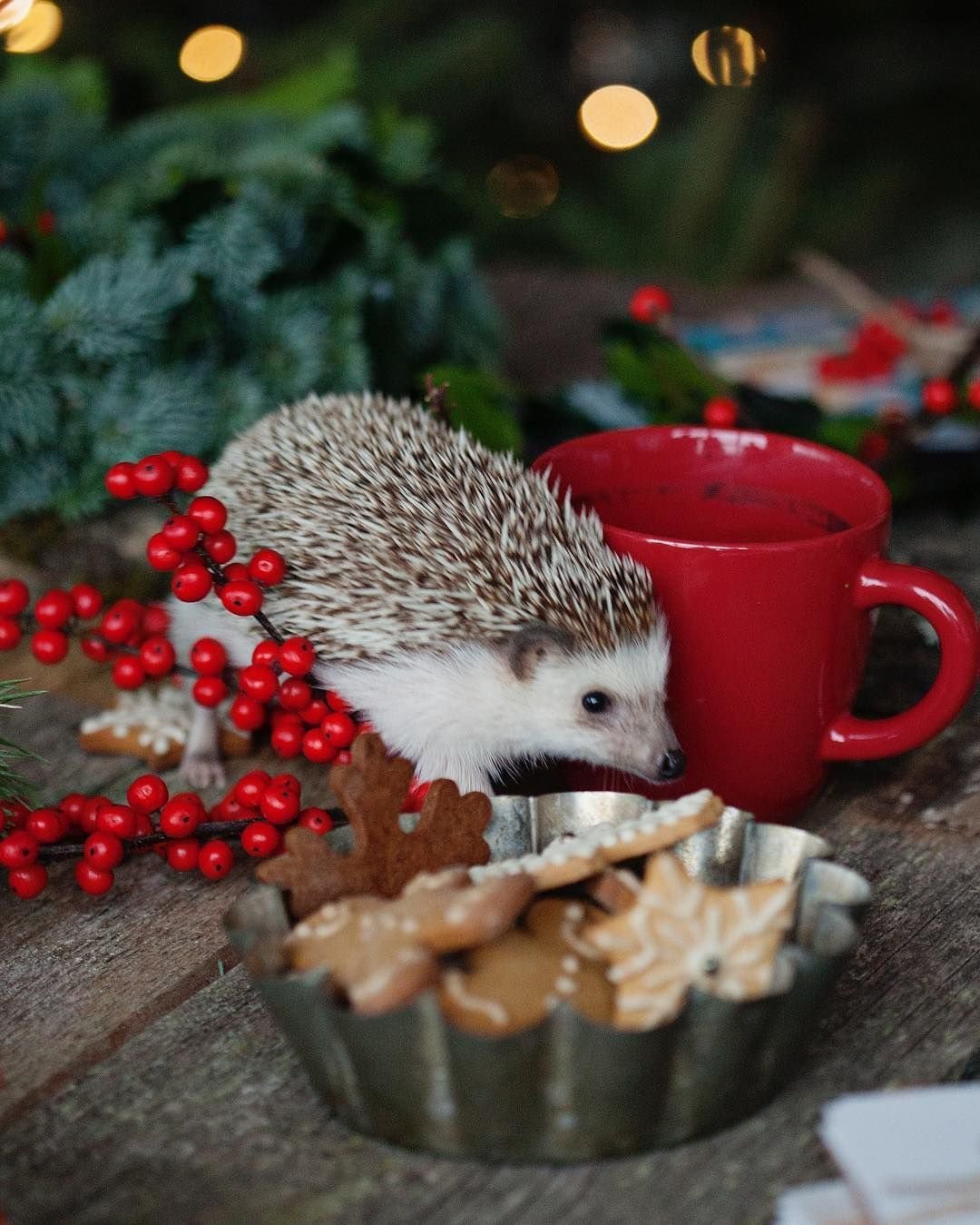 Новогодний Ежик