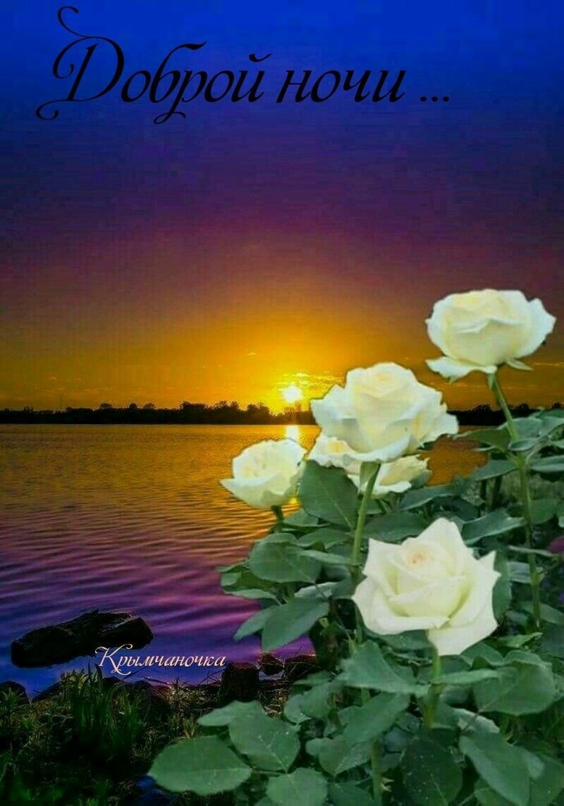 Доброго вечерочка цветы