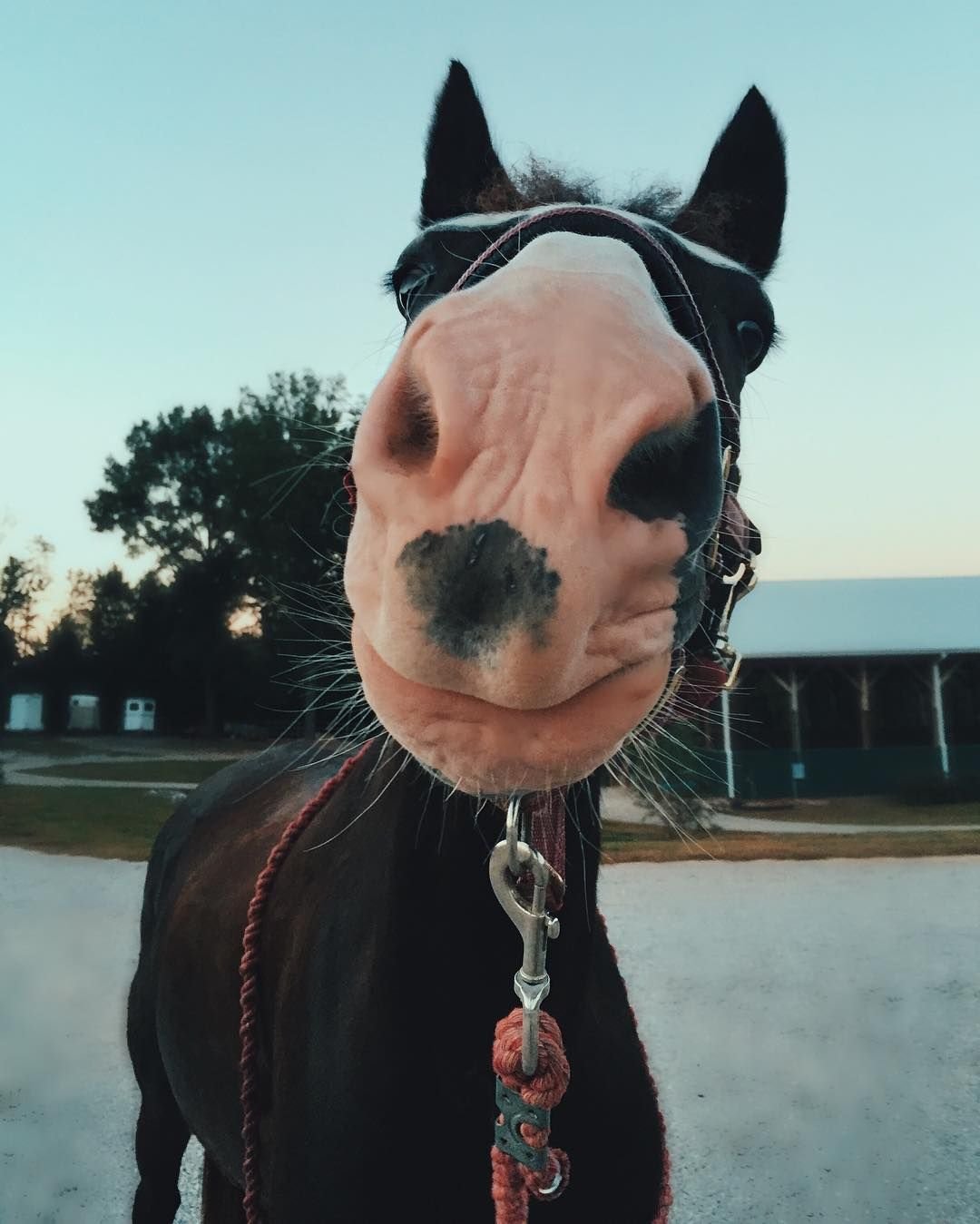 Сохры с конем