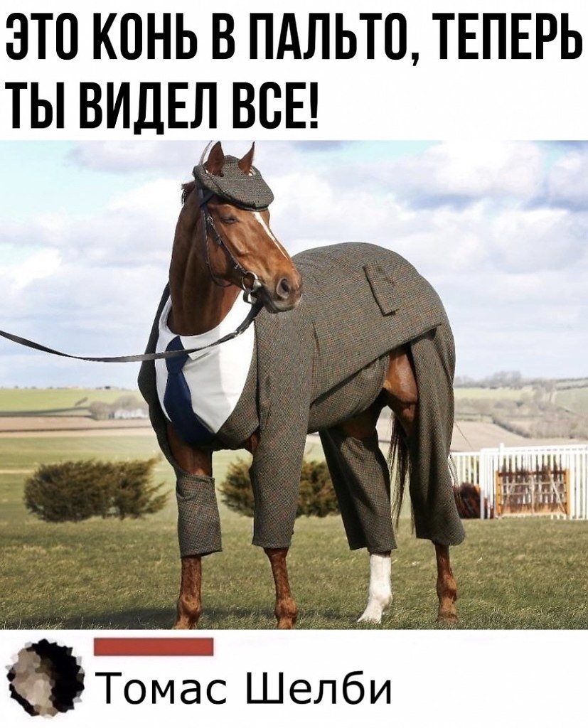 Конь в пальто Мем