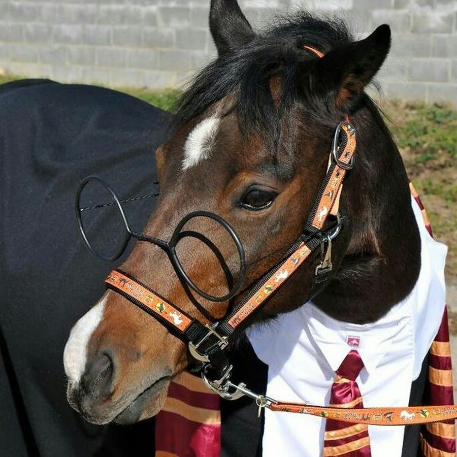 Костюм для лошади и всадника